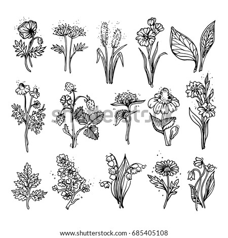 Collection Outlined Flowers Tulip Chamomile Lily Stock Vector 401935693 ...