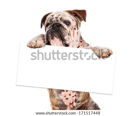 Add Isolated Dog Holding Sign Stock Photos, Images, & Pictures ...