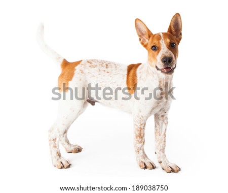 australian shepherd red heeler mix red heeler stock images royalty free images u0026 vectors shutterstock australian shepherd red heeler mix red heeler stock images royalty free images u0026 vectors shutterstock