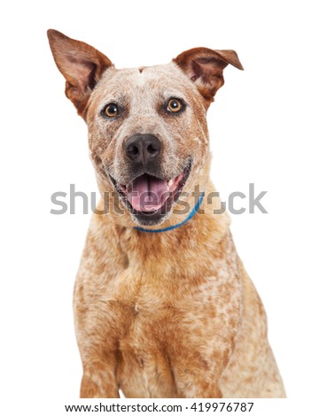 australian shepherd red heeler mix red heeler stock images royalty free images u0026 vectors shutterstock australian shepherd red heeler mix red heeler stock images royalty free images u0026 vectors shutterstock