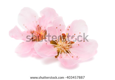 pink peach blossom isolated on white background