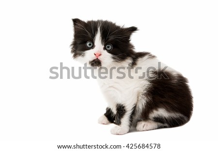 stock-photo-black-and-white-kitten-on-a-