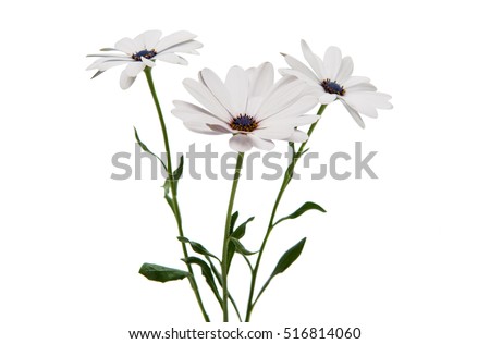 Osteosperumum Flower Daisy Isolated on White Background. Macro Closeup