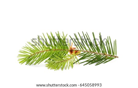 Pine Branches Stock Images, Royalty-Free Images & Vectors | Shutterstock