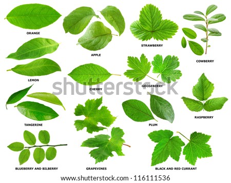 leaves leaf fruit trees collection various berry shutterstock isolated project preview