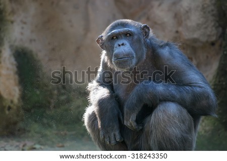 Sitting monkey. Chimpanzee monkey looks at something with extreme attention