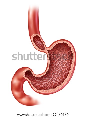 Organ Inside The Body For Digesting Food Organ Inside The Body For Digesting Food