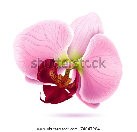 vector orchid flower