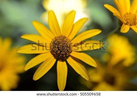 Angiosperm Banco de imÃƒÂ¡genes. Fotos y vectores libres de derechos 