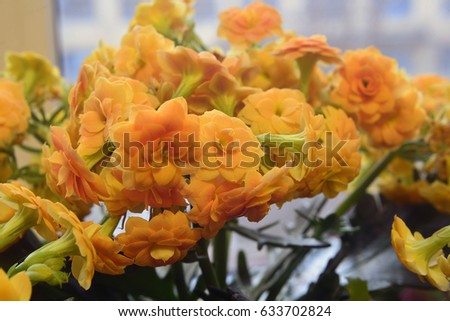 Angiosperms Stock Images Royalty-Free Images Vectors Shutterstock