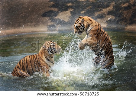 tigers play in the water