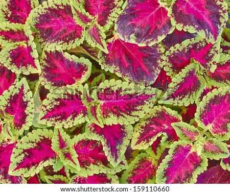 coleus colorful foliage, natural background - stock photo