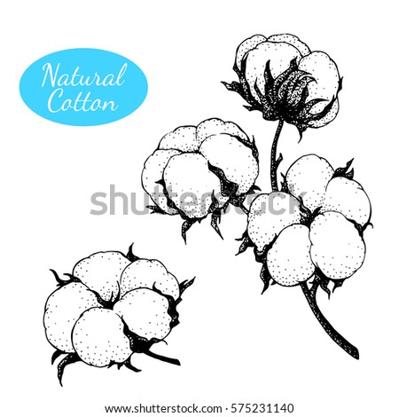 hand made vector sketch cotton plants stock vector hand made vector sketch cotton plants stock vector