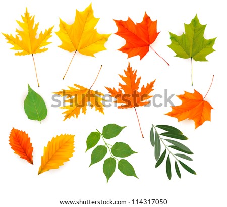 Set of colorful autumn leaves. Vector illustration.