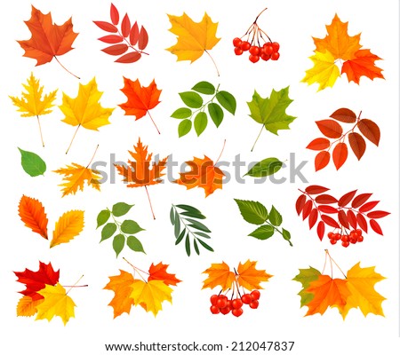 Set of colorful autumn leaves. Vector illustration.