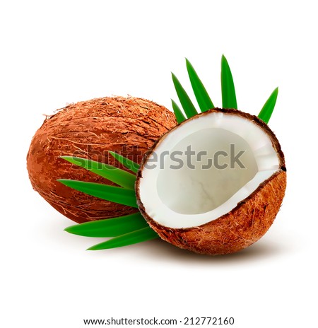 Coconut with leaves. Vector.