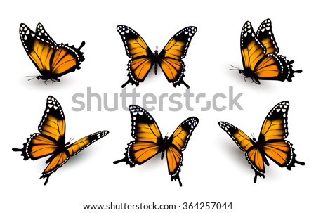 free butterfly images