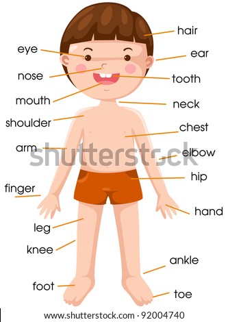 Kids Body Parts Stock Images, Royalty-Free Images & Vectors | Shutterstock