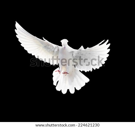 Free Flying White Dove Isolated On Stock Photo 43753009 - Shutterstock