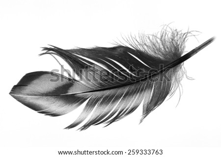 Feathers Falling Stock Images, Royalty-Free Images & Vectors | Shutterstock