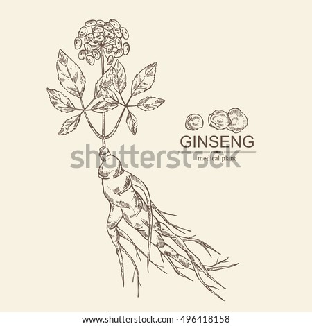 Background with ginseng. Medical plant. hand drawn