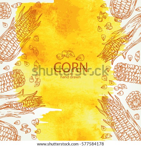 Watercolor background with corn . hand drawn.