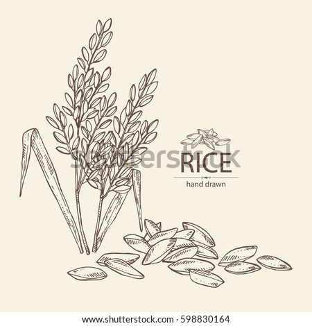 Background with rice. hand drawn.
