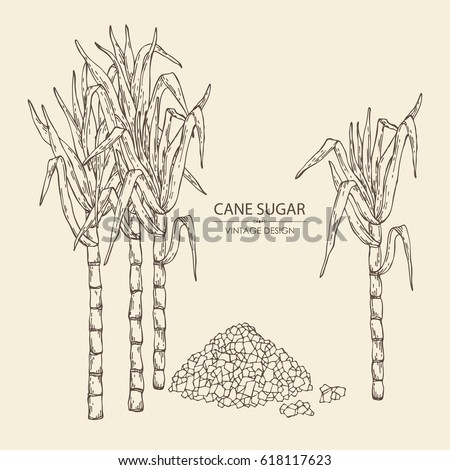 Sugarcane Farm Stock Images, Royalty-Free Images & Vectors | Shutterstock