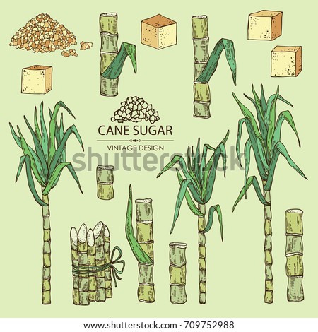 Sugarcane Stock Images, Royalty-Free Images & Vectors | Shutterstock