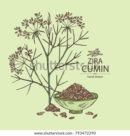 cumin plant stock images royalty free images vectors cumin plant inspired room cumin plant stock images royalty free images vectors cumin plant stock images royalty free images vectors cumin plant inspired room cumin plant stock images royalty free images vectors
