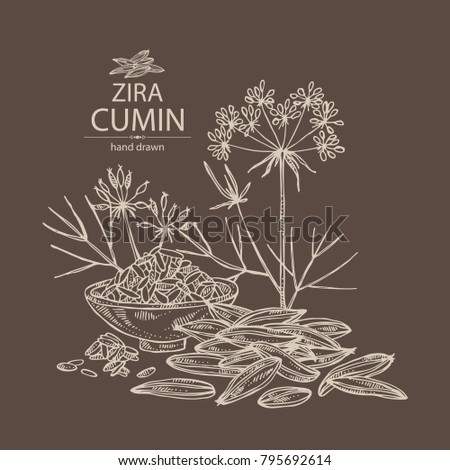 cumin plant stock images royalty free images vectors cumin plant inspired room cumin plant stock images royalty free images vectors cumin plant stock images royalty free images vectors cumin plant inspired room cumin plant stock images royalty free images vectors