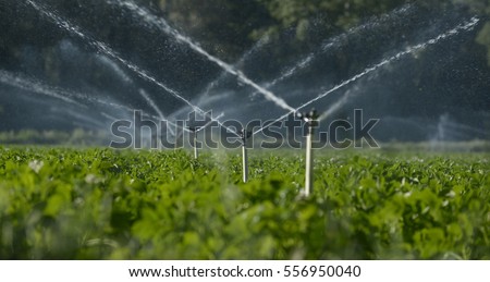 Water sprinklers irrigating a field.
