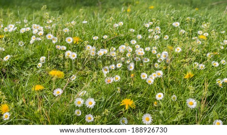 Closeup of bright flowering dandelions and common daisies in grass in ...