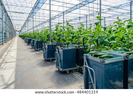 Filled Harvest Carts Gangway Glasshouse Stock Photo Filled Harvest Carts Gangway Glasshouse Stock Photo