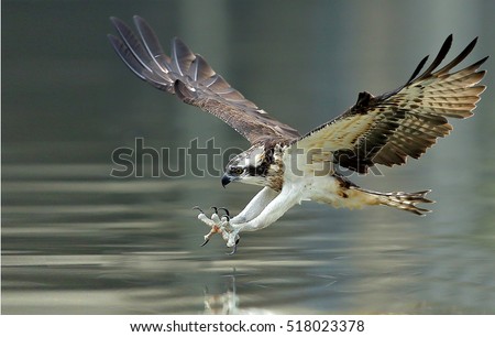 Osprey