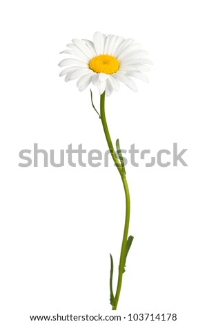 Daisy isolated on white background