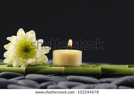 Still life with gerbera with candle and thin bamboo grove on pebbles