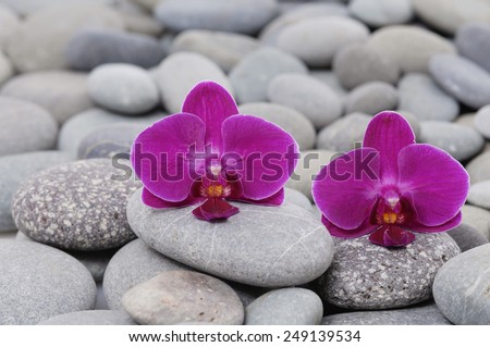 beautiful two orchid on gray stones