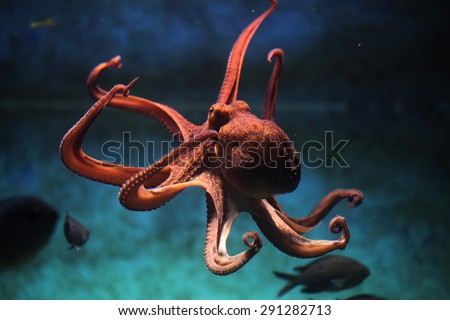 Common octopus (Octopus vulgaris). Wildlife animal.
