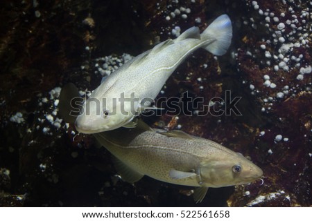 easy cod recipes