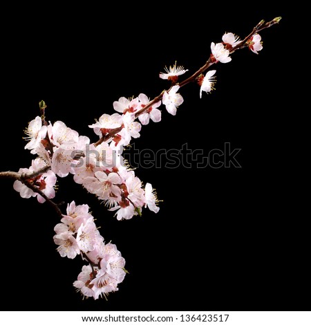 Branch with apricot flowers on a dark background. low key
