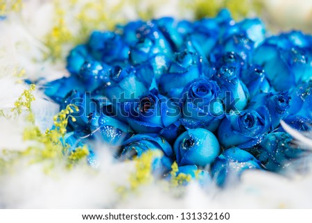 blue rose - stock photo