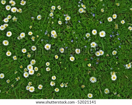 Many White Daisies Top View Meadow Stock Photo 52021141 - Shutterstock