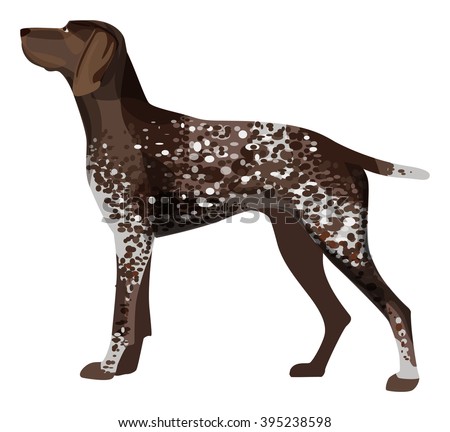 German Short-haired Pointer Stock Images, Royalty-Free Images & Vectors ...