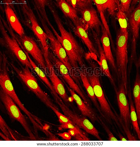 skin cells stock images royalty free images vectors fibroblast stock images royalty free images vectors skin cells stock images royalty free images vectors fibroblast stock images royalty free images vectors