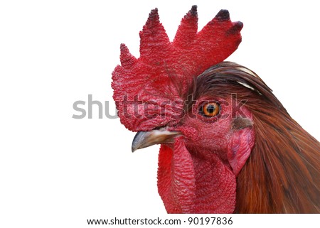 gay cocks up close pics free taylor pyatt is gay