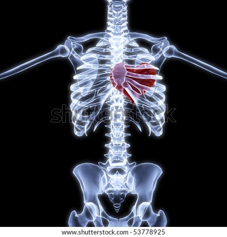 Chest Anatomy Stock Images, Royalty-Free Images & Vectors | Shutterstock