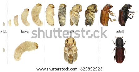 Voyeur photos handjobs Mature from larva to adult during