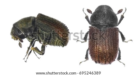 stock-photo-bark-beetle-phloeosinus-aubei-isolated-on-a-white-background-695246389.jpg