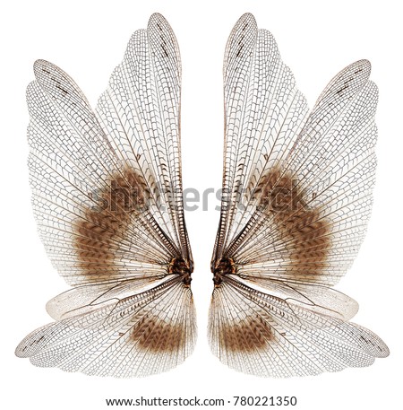 Insect Wings Stock Images, Royalty-Free Images & Vectors | Shutterstock